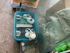 -双季花艺园艺市场(浦东店)