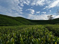 -龙坞茶村