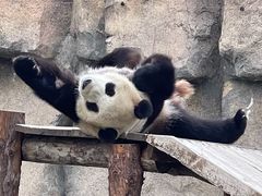 -上海野生动物园