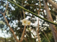 -荔枝公园(福田区)