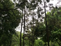 -西北湖绿化广场