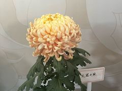 -杭州植物园