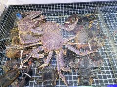 -开海·红岛海鲜虾水饺(石老人店)