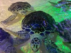 -华夏文旅海洋公园