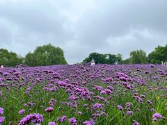 -梁鸿国家湿地公园