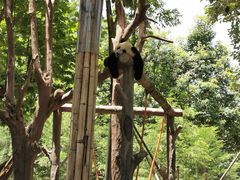 -都江堰中华大熊猫苑