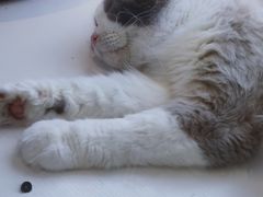 -喵喵咪呀布偶猫咖(春熙路店)
