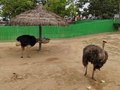 -西霞口神雕山野生动物世界