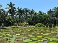 -中国科学院西双版纳热带植物园