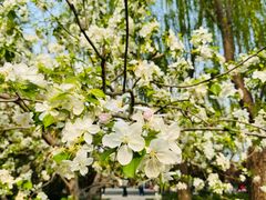 -元大都城垣遗址公园