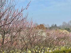 -上海海湾国家森林公园