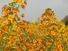 -中国天府农业博览园