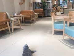 大堂-藏猫猫咖啡主题馆(中央大道店)