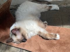 -喵屿·大理花园猫咖