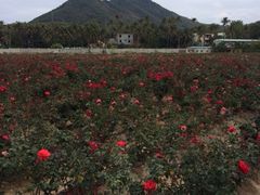 iphone_upload_pic-亚龙湾国际玫瑰谷
