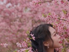 -天适樱花悠乐园