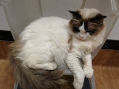-猫色咖啡·猫咖