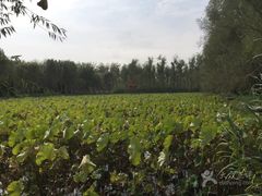 -微山湖红荷湿地景区
