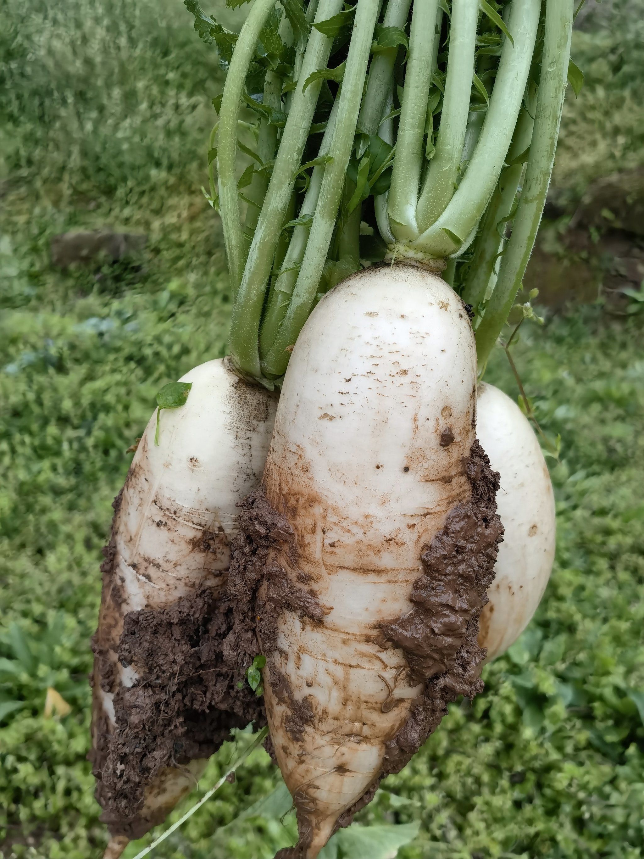 有机蔬菜自然味