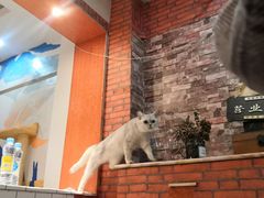 -万小咖.猫咖(中山路天虹店)