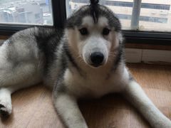 -Husky Go! 哈士奇体验馆·宠物咖啡厅狗咖