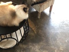 -喵屿·大理花园猫咖