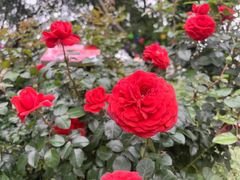 -人民公园(罗湖区)