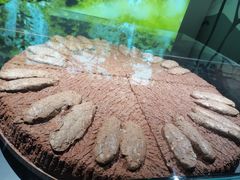 -中国地质博物馆