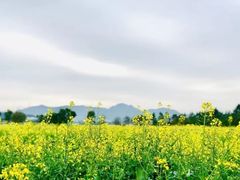 -光明小镇欢乐田园
