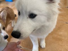 -Let's go狗咖·猫咖·奶狗·桌游(春熙路IFS店)