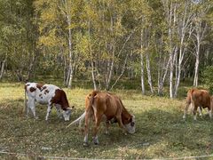 -塞罕坝国家级自然保护区