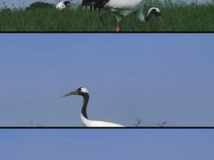 -盐城丹顶鹤湿地生态旅游区