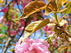 -长白岛森林公园