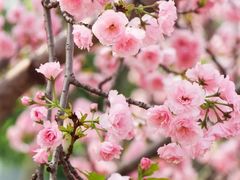 -天适樱花悠乐园