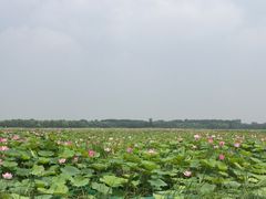 -滕州微山湖红荷湿地景区