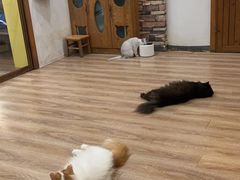 -猫的茶·猫咖