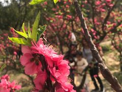 -南国桃园旅游度假区