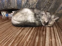 -猫色咖啡·猫咖