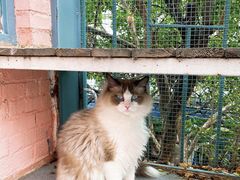 -喵屿·大理花园猫咖