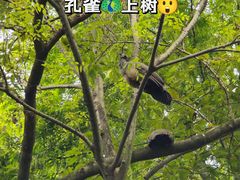 -成都大熊猫繁育研究基地