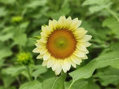 -花开海上生态园