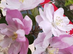 -海棠花溪(元大都城垣遗址公园)