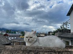 -喵屿·大理花园猫咖