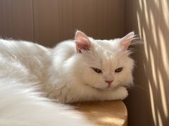 -MOCHA明星猫咖(田子坊店)