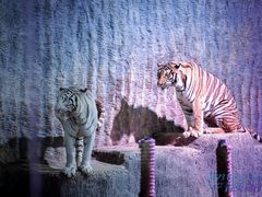 -清迈夜间动物园