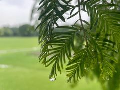 -上海滨江森林公园