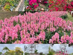 -东莞植物园