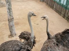 -西霞口神雕山野生动物世界