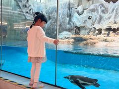 -帝企鹅自助餐厅•儿童岛•真企鹅(长隆企鹅酒店)