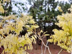 -青岛银沙滩温德姆至尊酒店